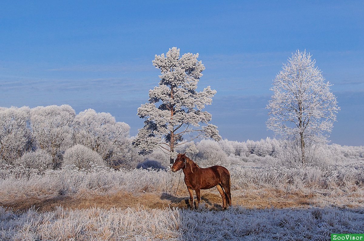 Паслась лошадка на лужайке в 10 градусный мороз