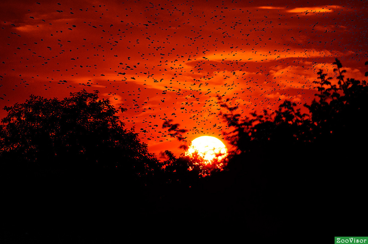 Летали птицы на закате